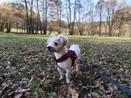 Nacho sucht ein liebevolles Zuhause
