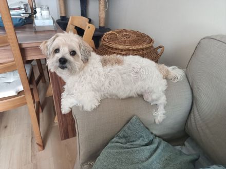 Nacho sucht ein liebevolles Zuhause