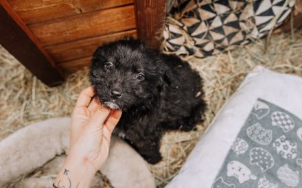 Pooka sucht sein Glück