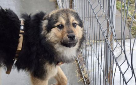 Der süße Percy sucht sein Glück