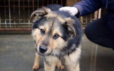 Der süße Percy sucht sein Glück