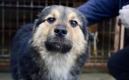 Der süße Percy sucht sein Glück