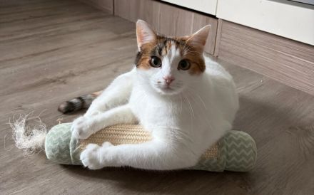 Traumpaar Mauri&Rumi sucht ein Zuhause