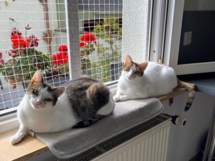 Traumpaar Mauri&Rumi sucht ein Zuhause