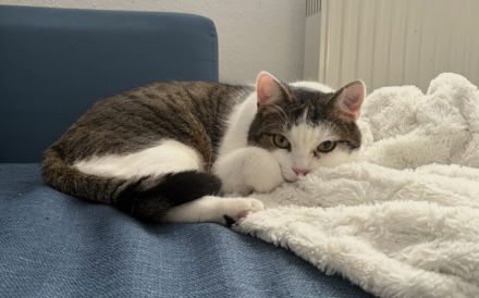 Traumpaar Mauri&Rumi sucht ein Zuhause