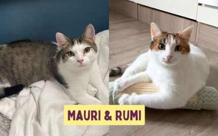 Traumpaar Mauri&Rumi sucht ein Zuhause