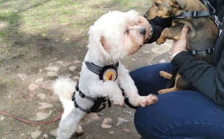 Smiljan - Bichon-Fans gesucht