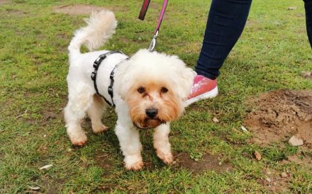 Smiljan - Bichon-Fans gesucht