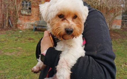 Smiljan - Bichon-Fans gesucht