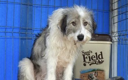 Schüchterne Lykke: Traumhund für geduldige Zweibeiner!