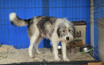 Schüchterne Lykke: Traumhund für geduldige Zweibeiner!
