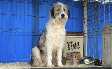 Schüchterne Lykke: Traumhund für geduldige Zweibeiner!