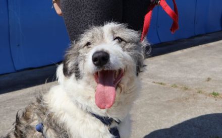 Schüchterne Lykke: Traumhund für geduldige Zweibeiner!