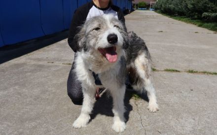 Schüchterne Lykke: Traumhund für geduldige Zweibeiner!