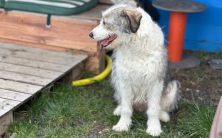 Schüchterne Lykke: Traumhund für geduldige Zweibeiner!