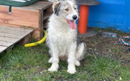 Schüchterne Lykke: Traumhund für geduldige Zweibeiner!