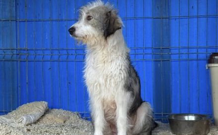 Schüchterne Lykke: Traumhund für geduldige Zweibeiner!