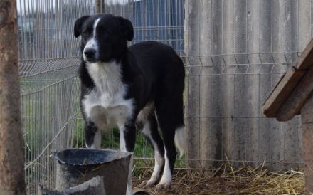 Angstpatient Orca sucht erfahrene Menschen