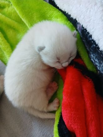 1 Kater und 1 Katze BKH Mix Colourpoint und Bicolor