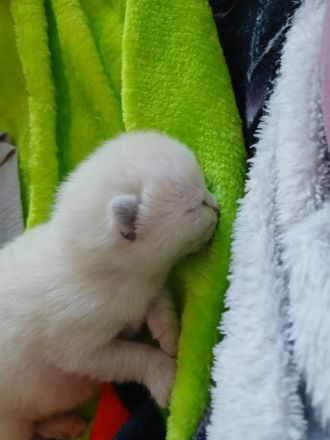 1 Kater und 1 Katze BKH Mix Colourpoint und Bicolor