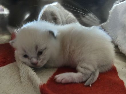 1 Kater und 1 Katze BKH Mix Colourpoint und Bicolor