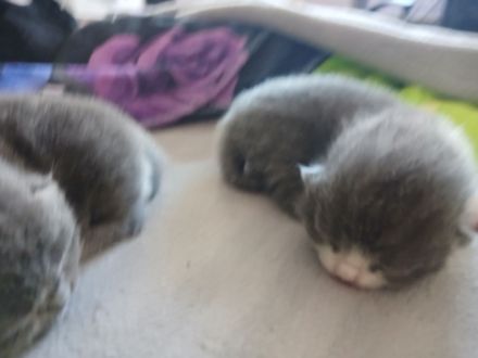 1 Kater und 1 Katze BKH Mix Colourpoint und Bicolor