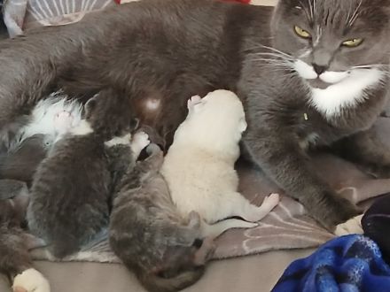 1 Kater und 1 Katze BKH Mix Colourpoint und Bicolor