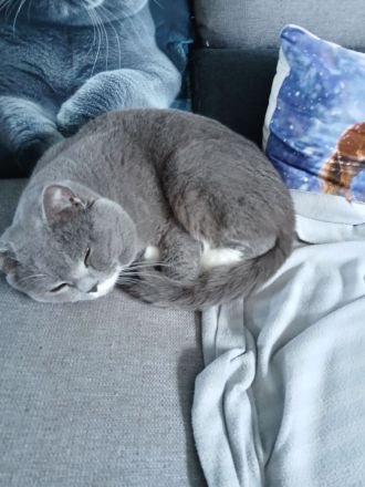 1 Kater und 1 Katze BKH Mix Colourpoint und Bicolor