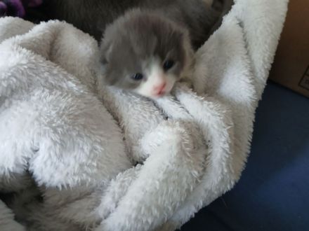 1 Kater und 1 Katze BKH Mix Colourpoint und Bicolor