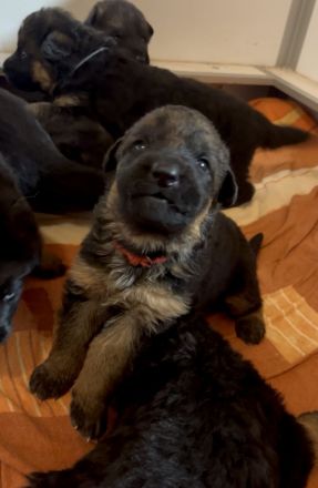 Deutsche Schäferhund Hündinnen suchen neues zu Hause