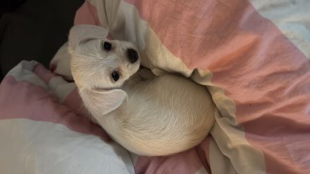 Malteser Chihuahua Welpe weiblich