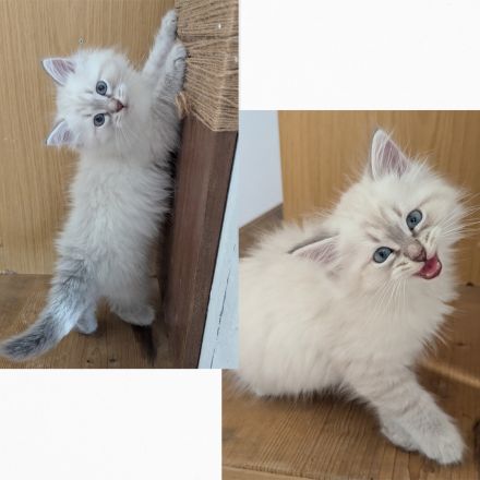 Reservierung geöffnet Reinrassige Neva Masquerade Kitten (14.03.2026)