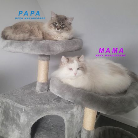 Reservierung geöffnet Reinrassige Neva Masquerade Kitten (14.03.2026)