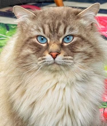 Reservierung geöffnet Reinrassige Neva Masquerade Kitten (14.03.2026)