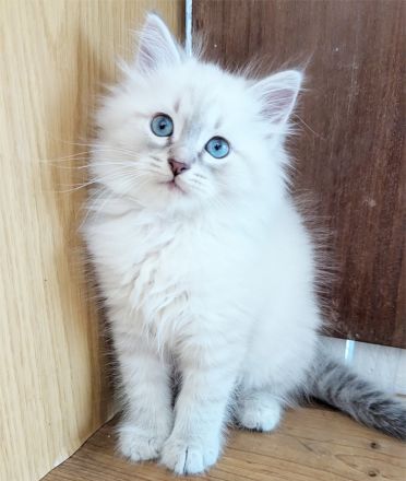 Reservierung geöffnet Reinrassige Neva Masquerade Kitten (14.03.2026)