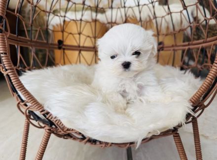 Malteser mit Papieren 6 Monate