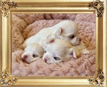 Malteser mit Papieren 6 Monate