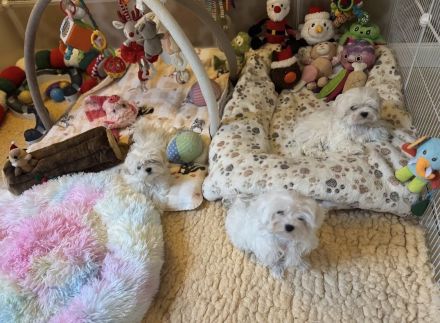 Malteser mit Papieren 6 Monate