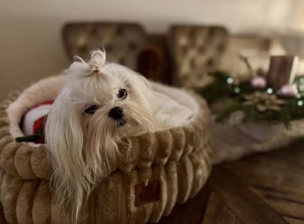 Malteser mit Papieren 6 Monate