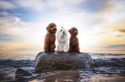 Malteser mit Papieren 6 Monate