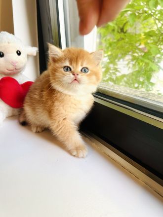 Reinrassige BKH Kitten von Champion Eltern