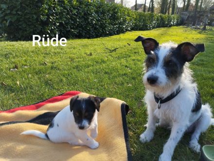 Jack Russel Welpen