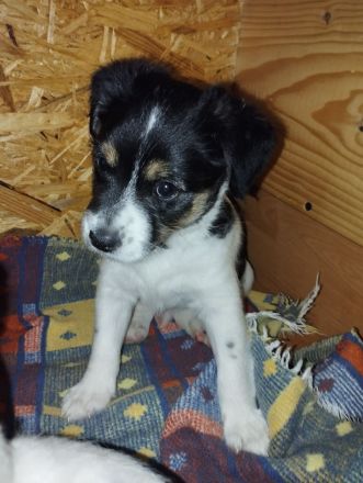 Jack Russel Welpen