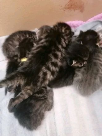 Katzen Bengal BKH Mix