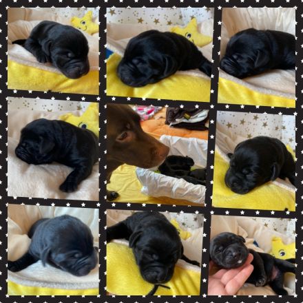 Labradore aus dem Sternwald