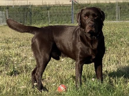 Labradore aus dem Sternwald