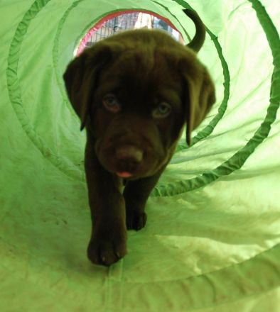 Labradore aus dem Sternwald