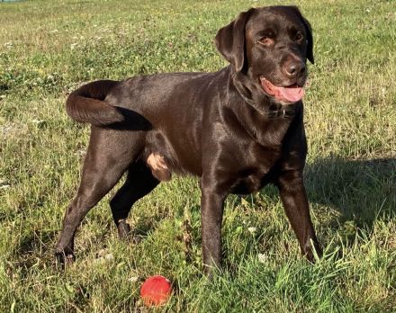 Labradore aus dem Sternwald