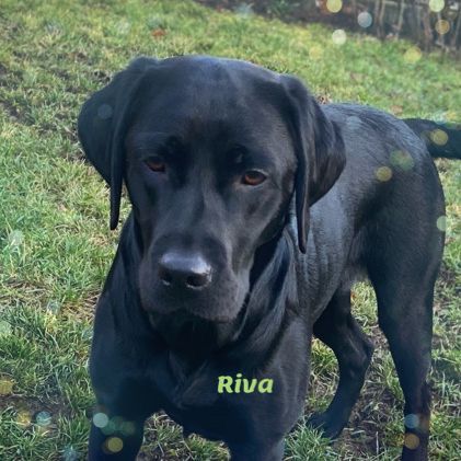 Labradore aus dem Sternwald