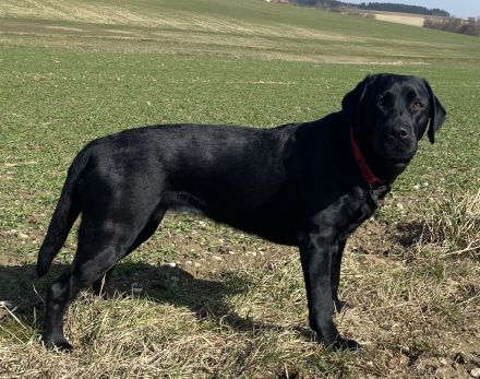 Labradore aus dem Sternwald